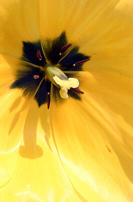 just tulip by Jez C Self just tulip by Jez C Self