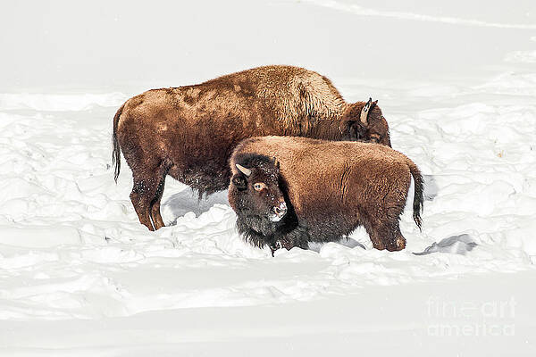 Juvenile Bison with Adult Bison by Sue Smith Juvenile Bison with Adult Bison by Sue Smith