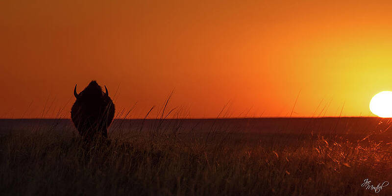 Kansas Bison Sunrise by Joe Montiel