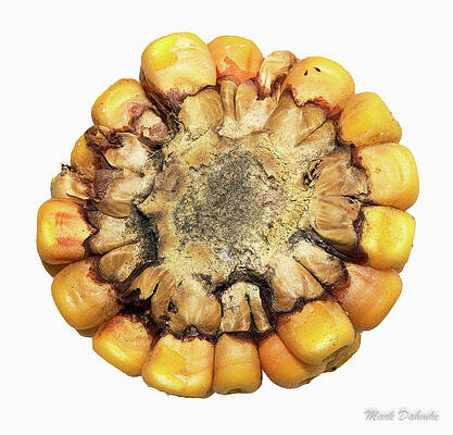 Wall Art - Photograph - Kernels of Corn on Cob by Mark Dahmke