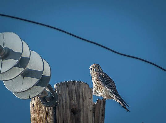 Wall Art - Photograph - Kestrel by Rick Mosher