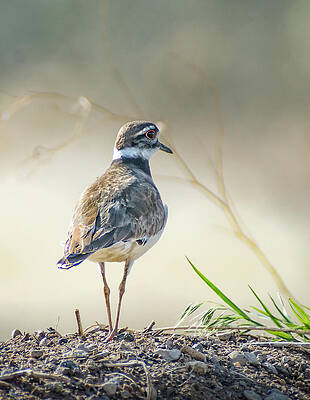 Wall Art - Photograph - Killdeer -Charadrius vociferus by Rick Mosher
