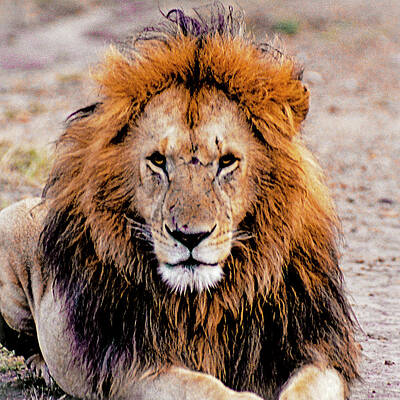 The Loin King by Patrick Kain The Loin King by Patrick Kain
