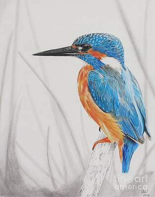 Kingfisher Bird Drawings (Page #2 of 3) | Fine Art America
