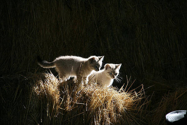 Kittens on a Hay Stack -2 by MH Ramona Swift