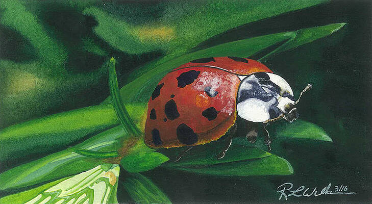 Ladybug by Ronald Wilkie Ladybug by Ronald Wilkie