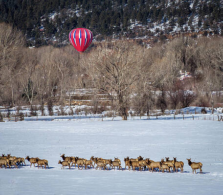 Landing beyond the Herd by Jen Manganello Landing beyond the Herd by Jen Manganello
