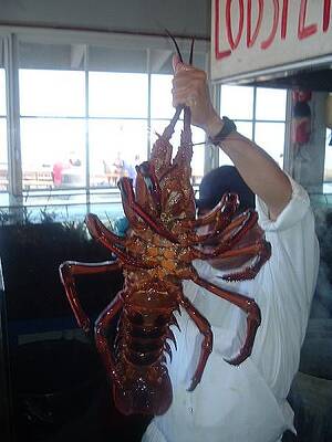 Large Laobster by JoAnn Tavani