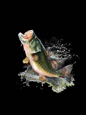 Hungry fish by Gregory Doroshenko Hungry fish by Gregory Doroshenko