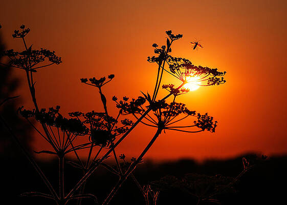 Last Flight at Sunset by Colin Evans