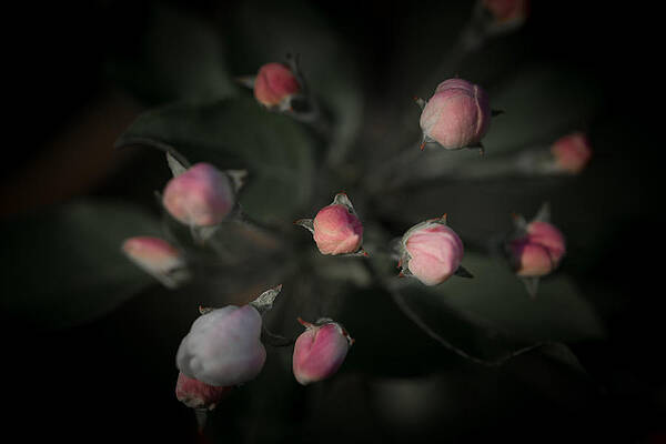 Wall Art - Photograph - Late May 5 cluster of buds by Jakub Sisak
