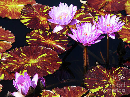 Wall Art - Photograph - Lavender and Gold by Rick Locke - Out of the Corner of My Eye