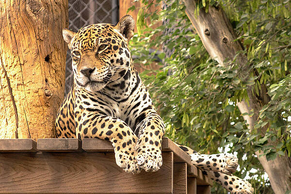 Wall Art - Photograph - Lazy day by Darrell Foster