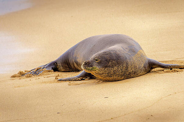 Wall Art - Photograph - Lazy Gaze from the Shore by Daniel Murphy