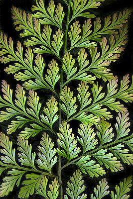 Wall Art - Photograph - Leaf Abstract by Jessica Jenney