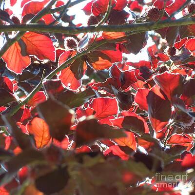 Wall Art - Photograph - Leaf Shadows by Anita Adams