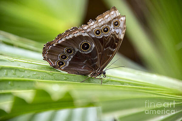 Leaf Walker by Darla Bruno