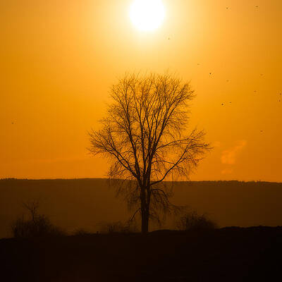 Wall Art - Photograph - Leafless Sunset Silhouette by Chris Bordeleau