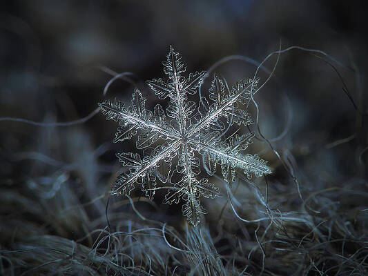 Leaves of ice by Alexey Kljatov Leaves of ice by Alexey Kljatov