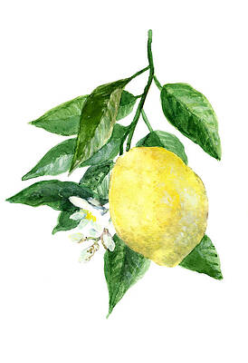 Lemon Paintings (Page #8 of 35) | Fine Art America