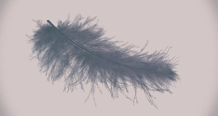 Black feather watercolor by Green Palace