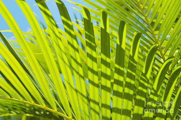 Wall Art - Photograph - Light Green Palm Leaves by Mary Van de Ven - Printscapes