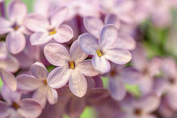 Lilac Blossom by Mary Anne Delgado Lilac Blossom by Mary Anne Delgado