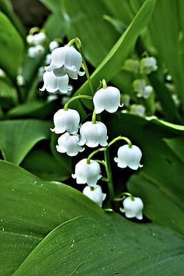 Lilly of the Valley Flowers by Jeremy Hayden Lilly of the Valley Flowers by Jeremy Hayden
