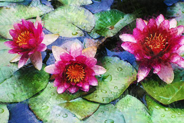 Lily Fleurs by Jim Sparks