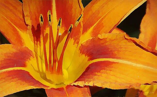 Lily Naranja by TG DEVORE Lily Naranja by TG DEVORE