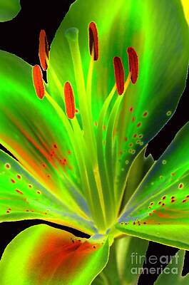 Lime Twist by Diane E Berry Lime Twist by Diane E Berry