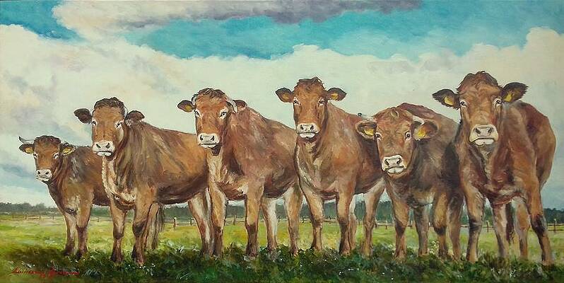 Limousine Cows by Luke Karcz Limousine Cows by Luke Karcz