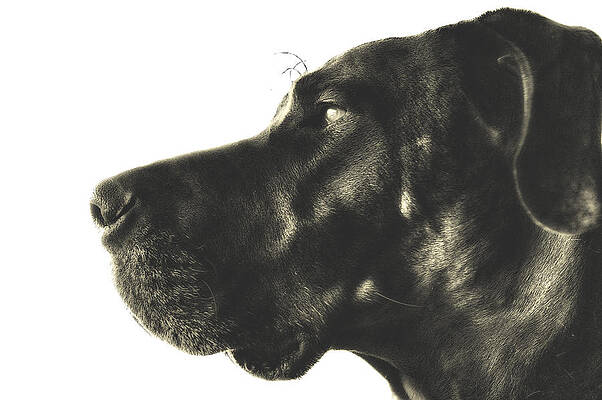 Black Great Dane Art Page 3 Of 4 Fine Art America
