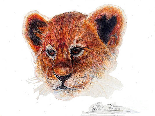 Lion Cub Drawings Pixels