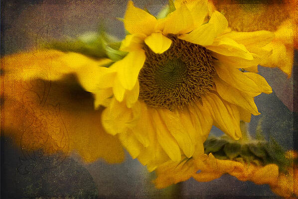 Little Bit of Sunshine by Beverly Stapleton Little Bit of Sunshine by Beverly Stapleton