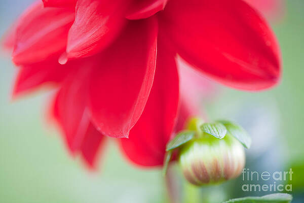  Photograph - Little Dahlia by Lisa McStamp