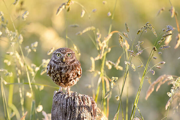 Wall Art - Photograph - Little Owl Big World by Roeselien Raimond