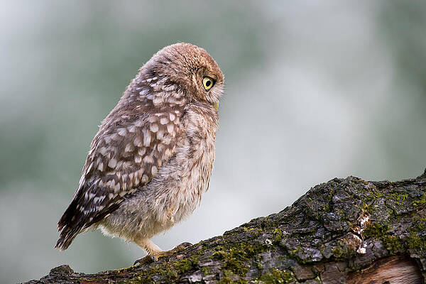 Wall Art - Photograph - Little Owl Chick Practising Hunting Skills by Roeselien Raimond