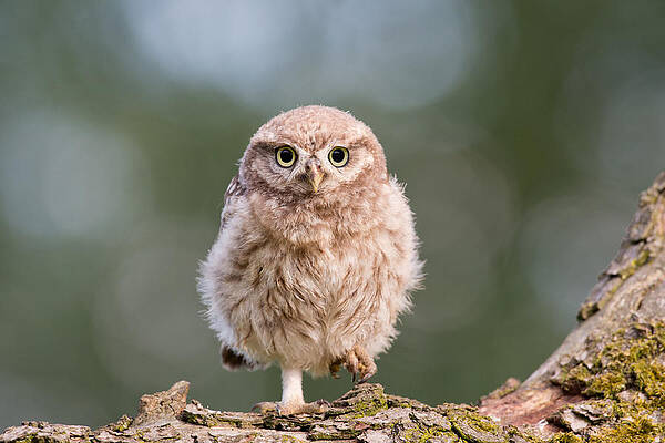 Wall Art - Photograph - Little Owl Chick by Roeselien Raimond