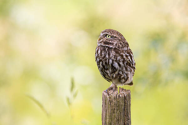 Wall Art - Photograph - Little Owl Looking Up by Roeselien Raimond