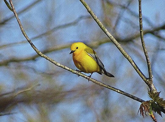 Little Yellow Bird by Sandy Keeton Little Yellow Bird by Sandy Keeton