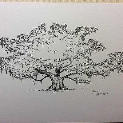Live Oak Tree Drawings Fine Art America