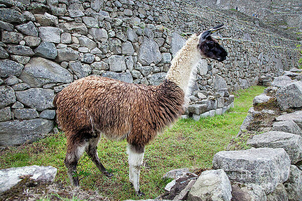 Llama At Machu Picchu by Timothy Hacker Llama At Machu Picchu by Timothy Hacker