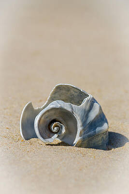 Lone Shell by Cyndi Goetcheus Sarfan Lone Shell by Cyndi Goetcheus Sarfan