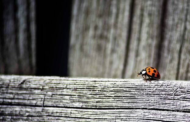 Lonely Ladybug by Ms Judi Lonely Ladybug by Ms Judi