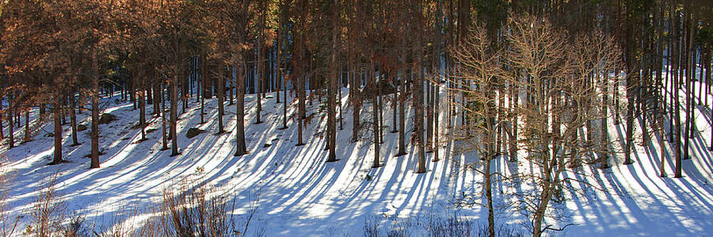 Wall Art - Photograph - Long Shadows - Color by Gregory Ballos