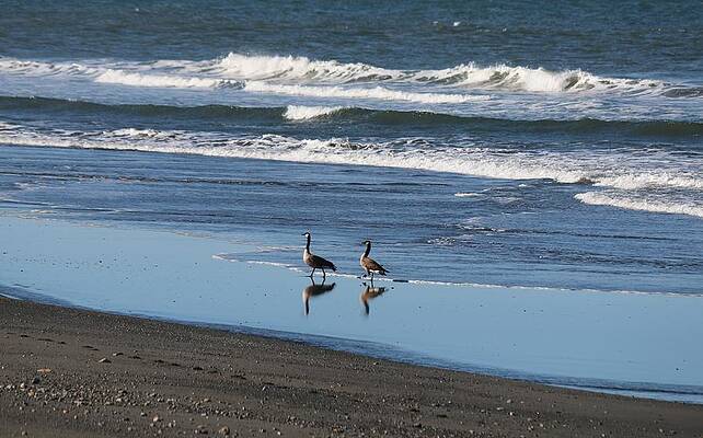 Wall Art - Photograph - Long Walk on the Beach  by Christy Pooschke
