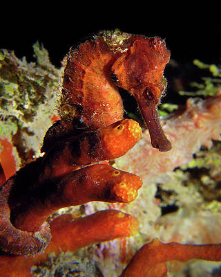 Longsnout Seahorse, St. Croix, U.S. Virgin Islands 2 by Pauline Walsh Jacobson Longsnout Seahorse, St. Croix, U.S. Virgin Islands 2 by Pauline Walsh Jacobson