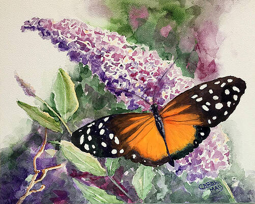 Longwing on a Butterfly Bush by Art by Carol May Longwing on a Butterfly Bush by Art by Carol May