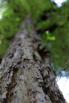 Wall Art - Photograph - Looking Up, and up, and up, and up by Lora Lee Chapman
